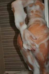 Mezitli Escort İlanları: Profesyonel ve Hijyenik Bir Hizmet Sunumu